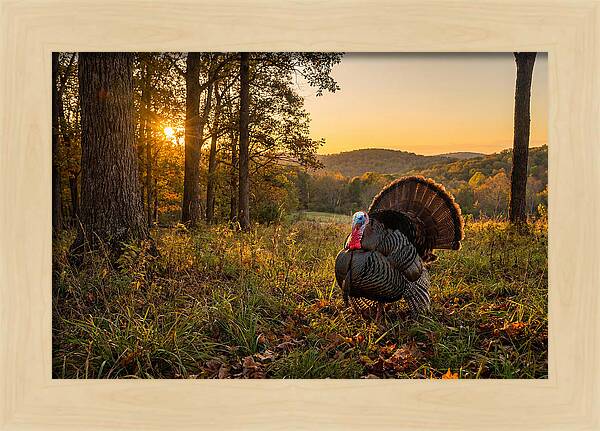 Wild Turkey Tom In Display