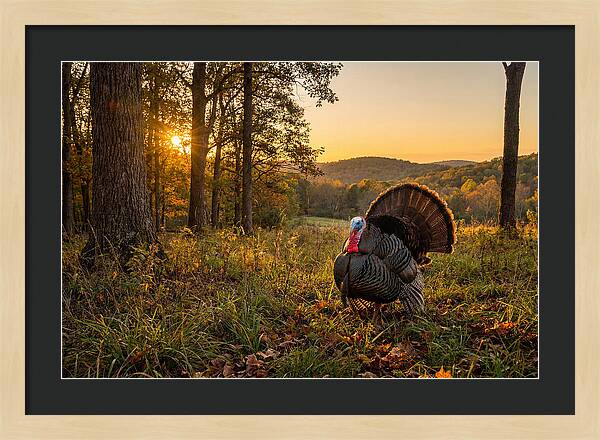 Wild Turkey Tom In Display