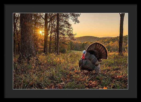Wild Turkey Tom In Display
