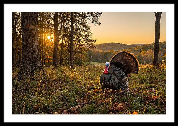 Wild Turkey Tom In Display