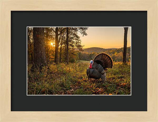 Wild Turkey Tom In Display