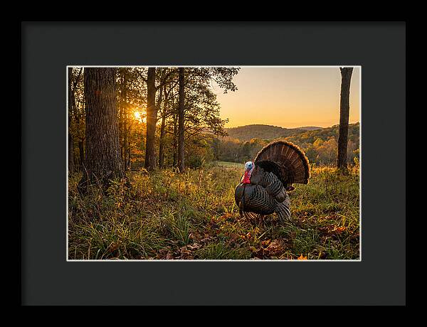 Wild Turkey Tom In Display