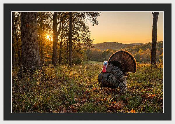 Wild Turkey Tom In Display