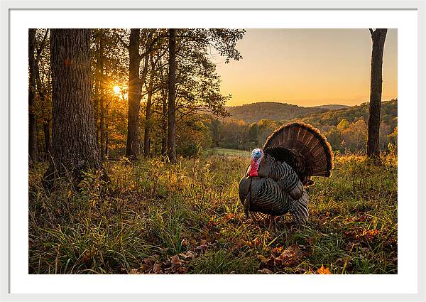 Wild Turkey Tom In Display