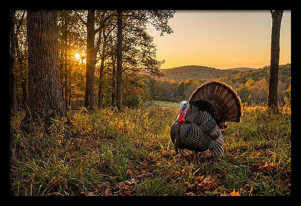 Wild Turkey Tom In Display