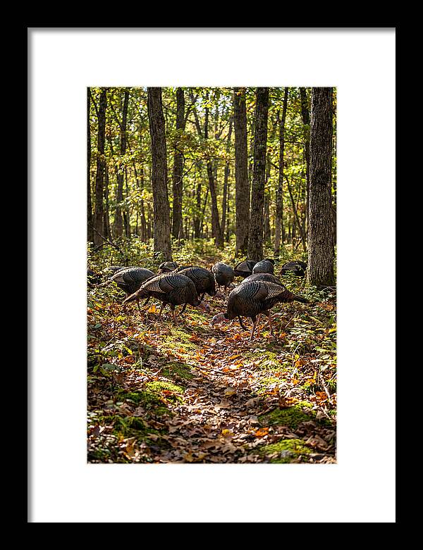Wild Turkeys In Autumn Forest
