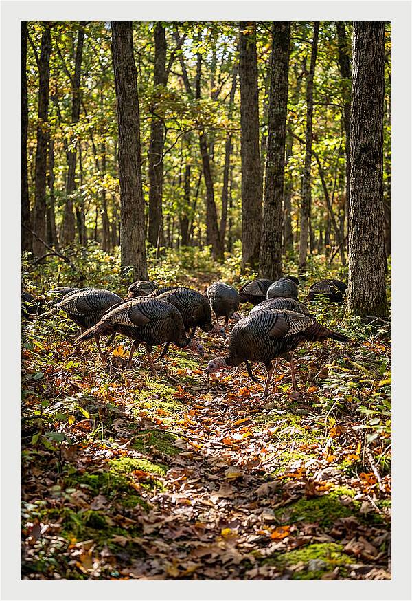 Wild Turkeys In Autumn Forest