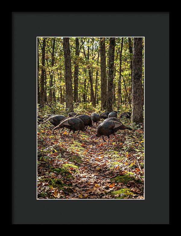 Wild Turkeys In Autumn Forest