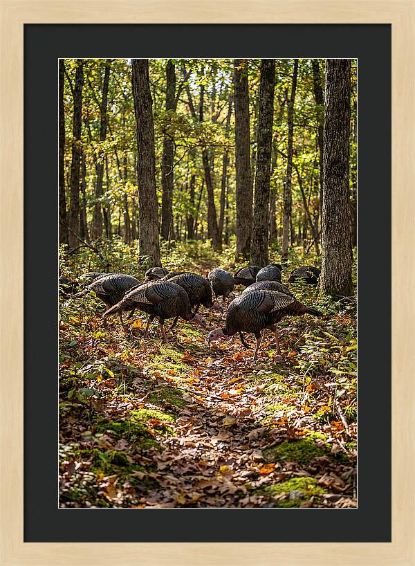 Wild Turkeys In Autumn Forest