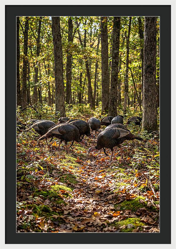 Wild Turkeys In Autumn Forest