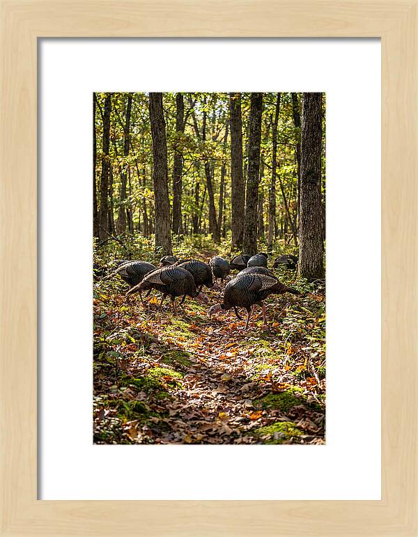 Wild Turkeys In Autumn Forest