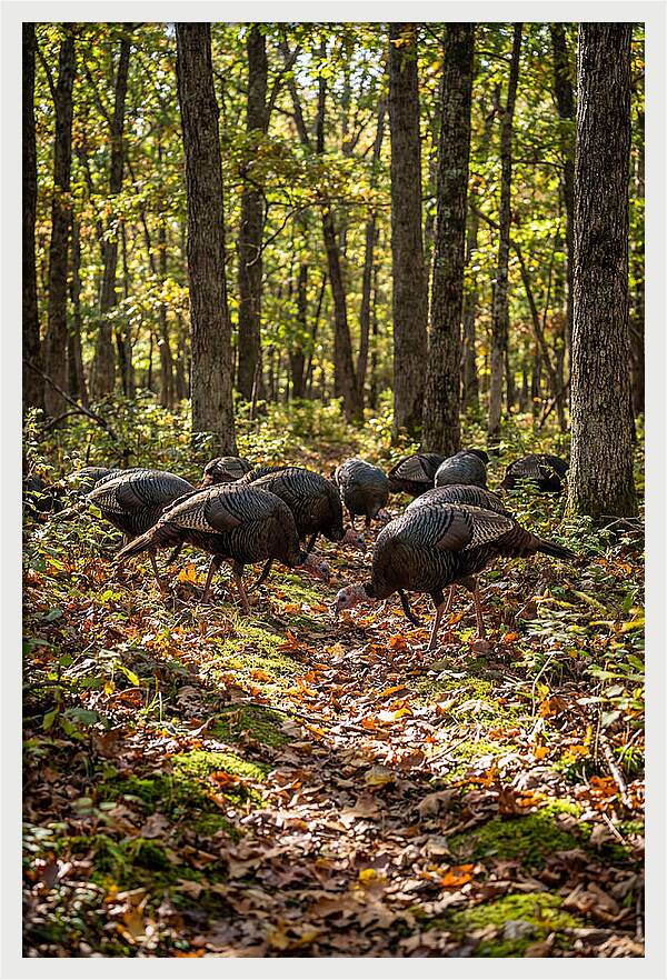 Wild Turkeys In Autumn Forest