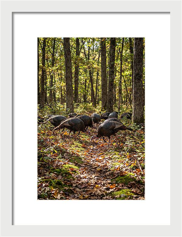Wild Turkeys In Autumn Forest