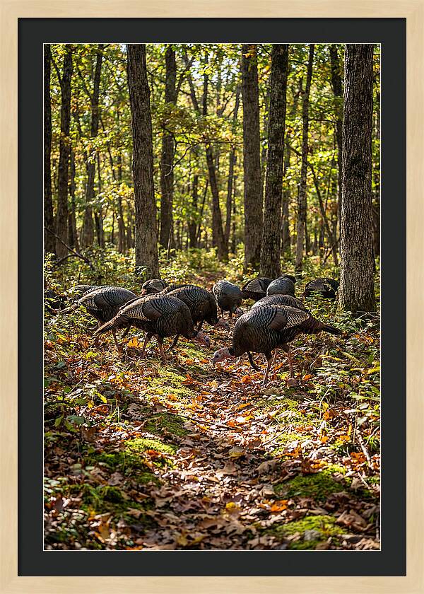 Wild Turkeys In Autumn Forest