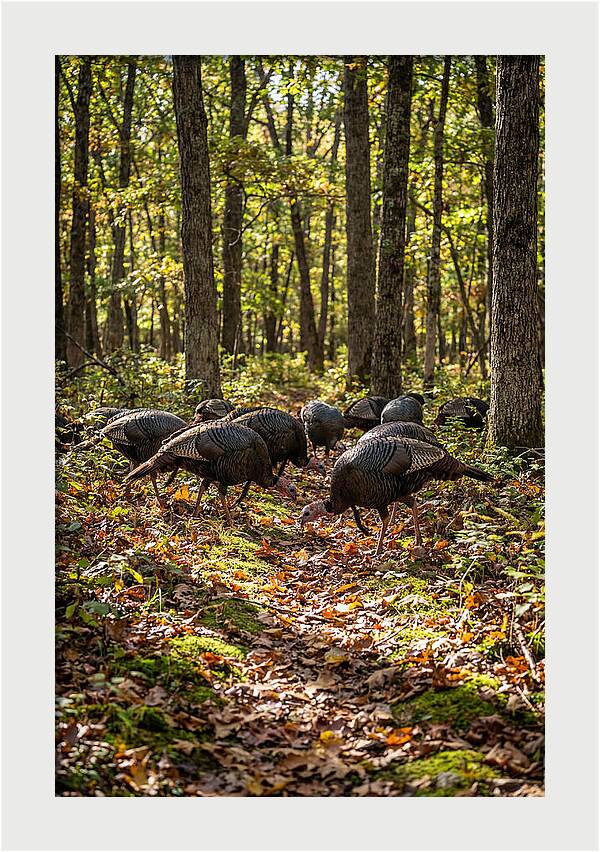 Wild Turkeys In Autumn Forest
