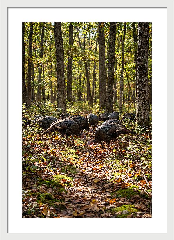 Wild Turkeys In Autumn Forest