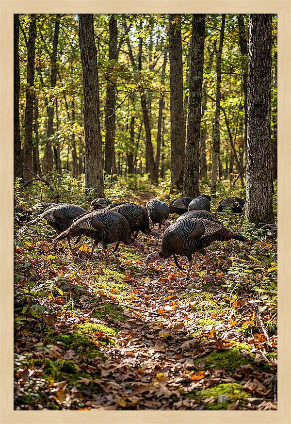 Wild Turkeys In Autumn Forest