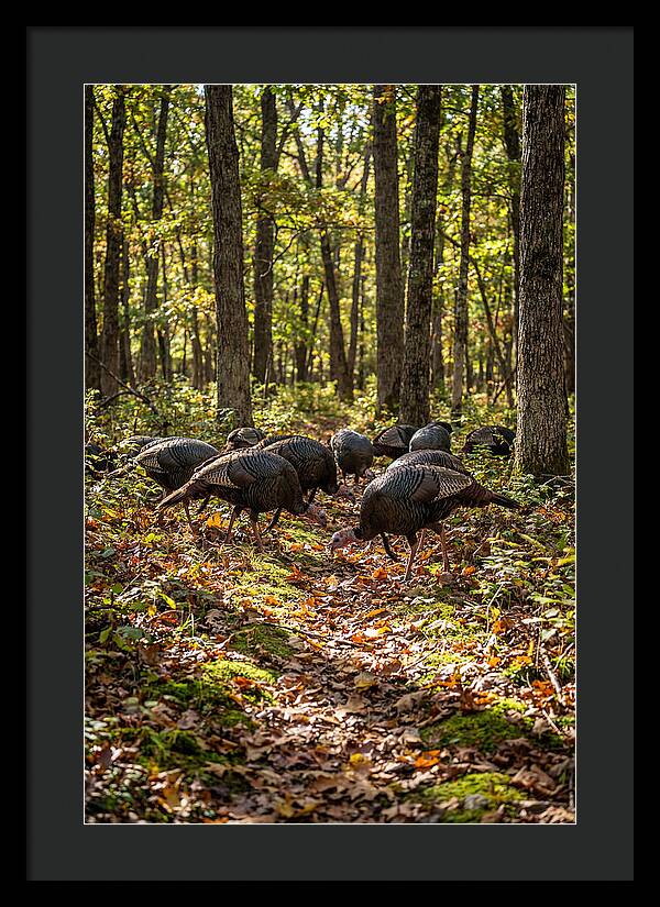 Wild Turkeys In Autumn Forest