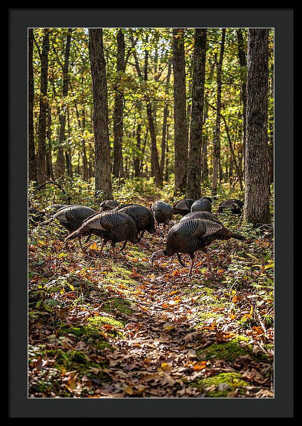 Wild Turkeys In Autumn Forest