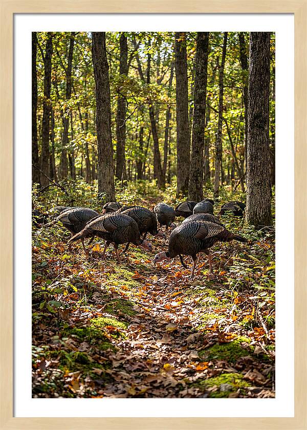 Wild Turkeys In Autumn Forest