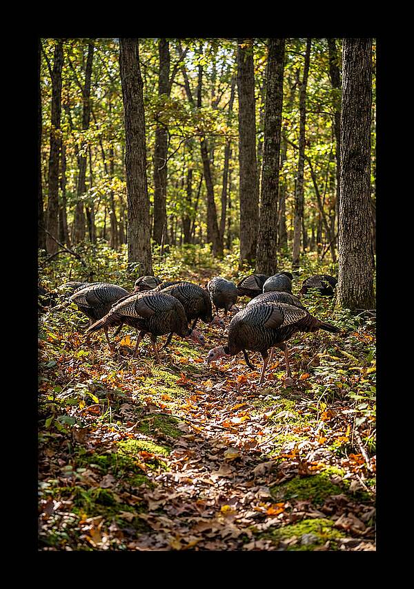 Wild Turkeys In Autumn Forest