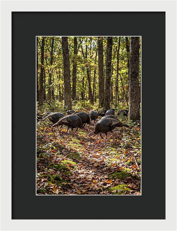 Wild Turkeys In Autumn Forest