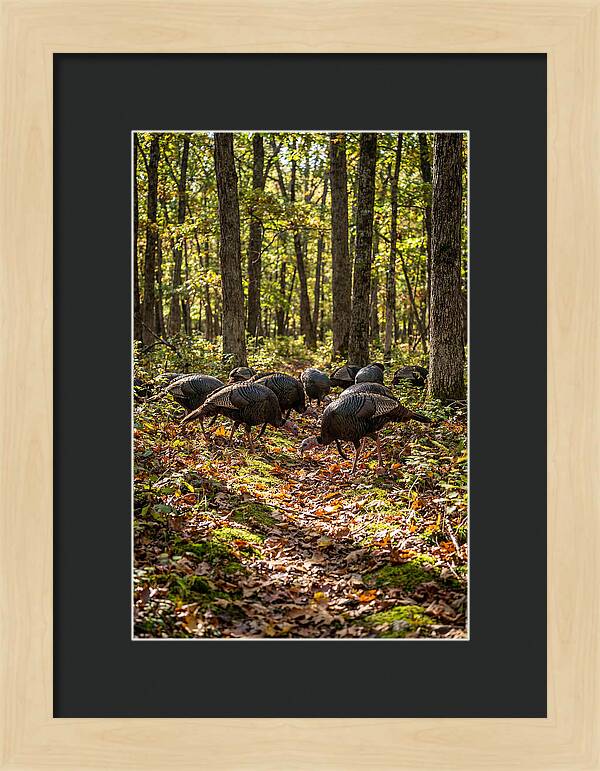 Wild Turkeys In Autumn Forest