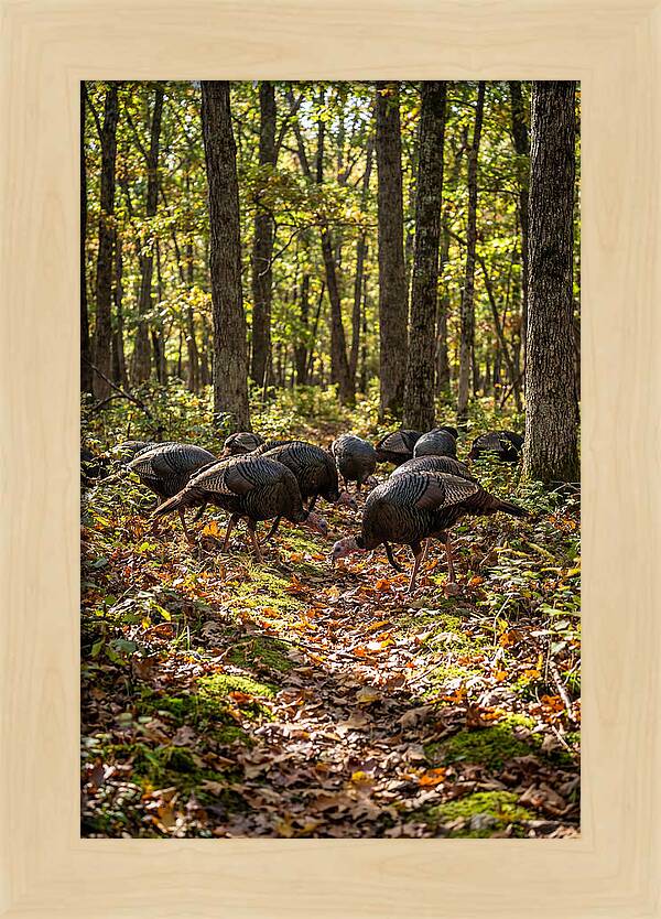 Wild Turkeys In Autumn Forest