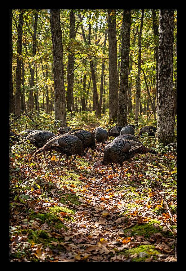 Wild Turkeys In Autumn Forest