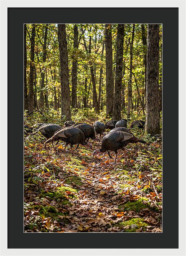 Wild Turkeys In Autumn Forest