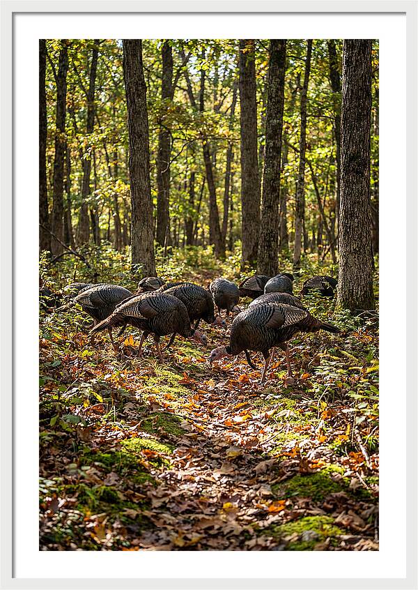 Wild Turkeys In Autumn Forest