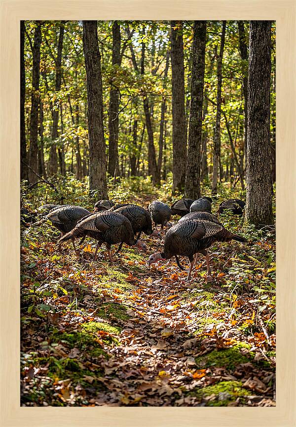 Wild Turkeys In Autumn Forest
