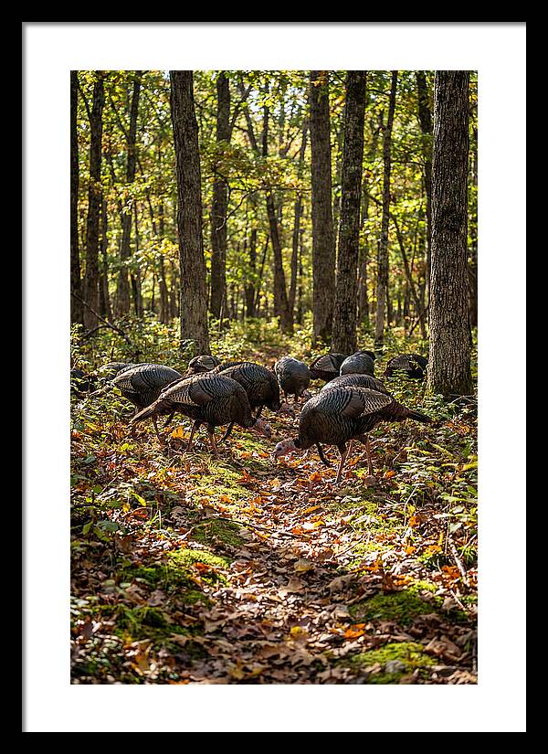 Wild Turkeys In Autumn Forest