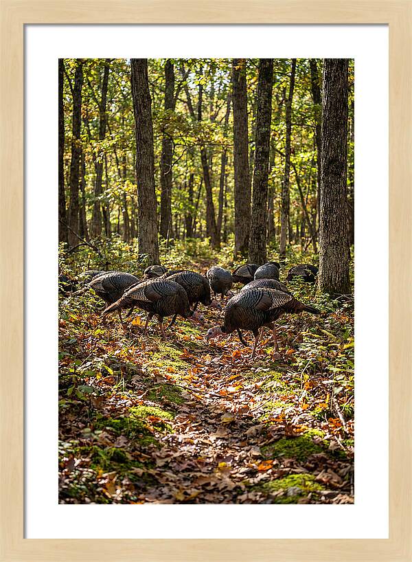 Wild Turkeys In Autumn Forest