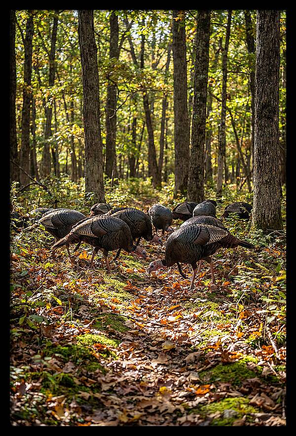 Wild Turkeys In Autumn Forest