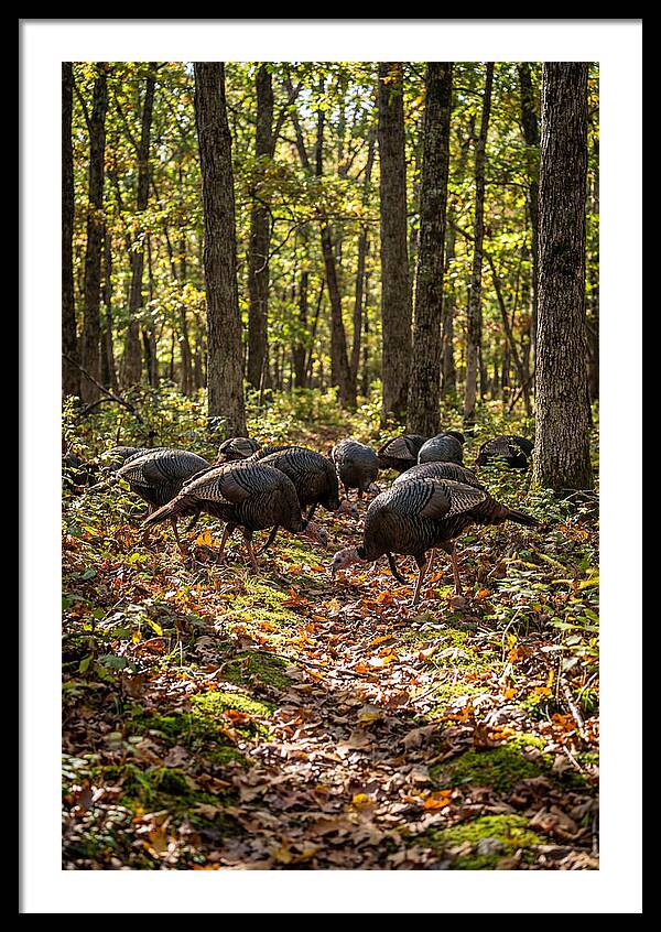 Wild Turkeys In Autumn Forest