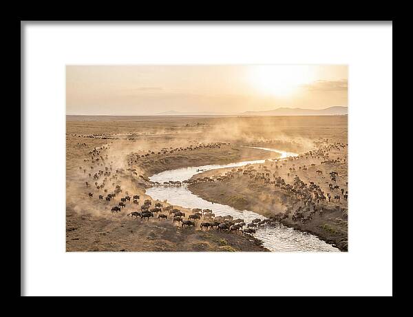 Wildebeest Migration At Dusk