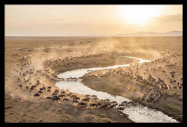Wildebeest Migration At Dusk