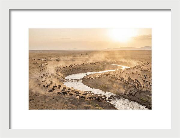 Wildebeest Migration At Dusk
