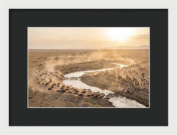 Wildebeest Migration At Dusk