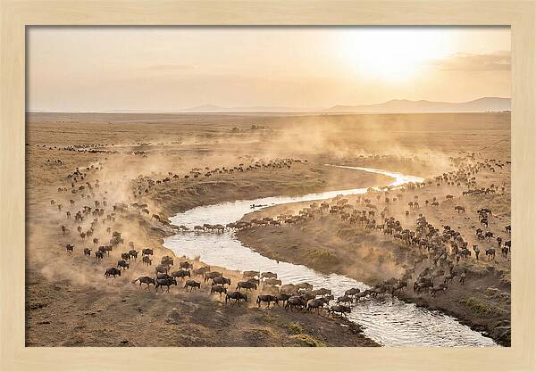 Wildebeest Migration At Dusk