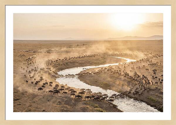 Wildebeest Migration At Dusk