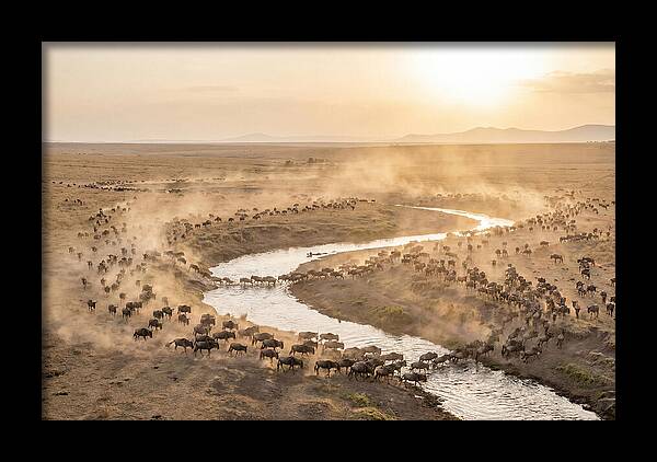 Wildebeest Migration At Dusk