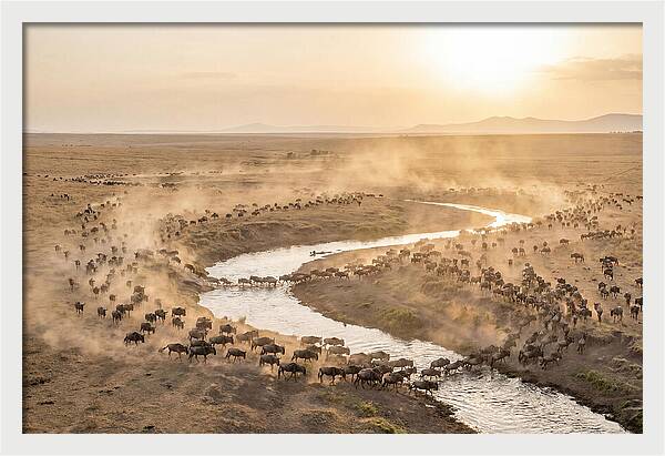 Wildebeest Migration At Dusk