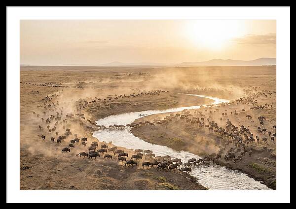 Wildebeest Migration At Dusk