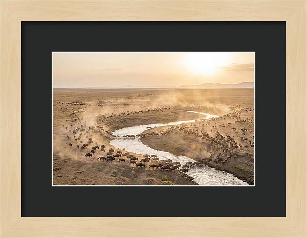 Wildebeest Migration At Dusk