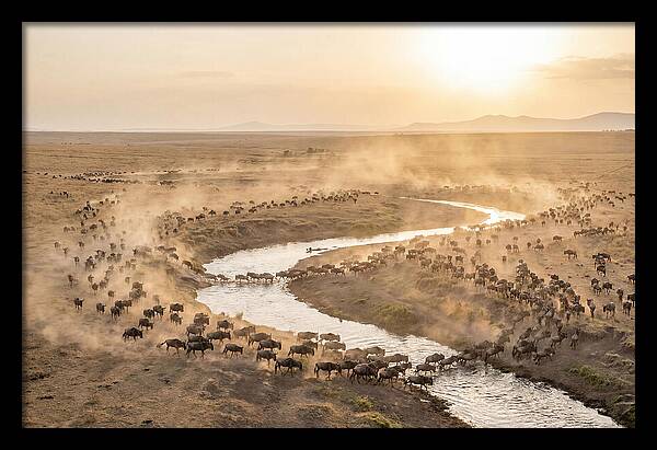 Wildebeest Migration At Dusk