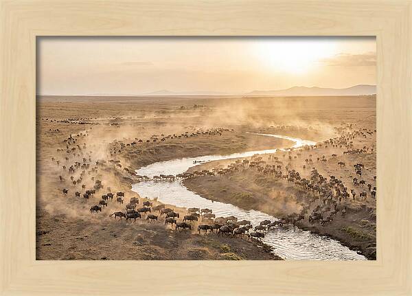 Wildebeest Migration At Dusk