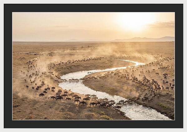 Wildebeest Migration At Dusk