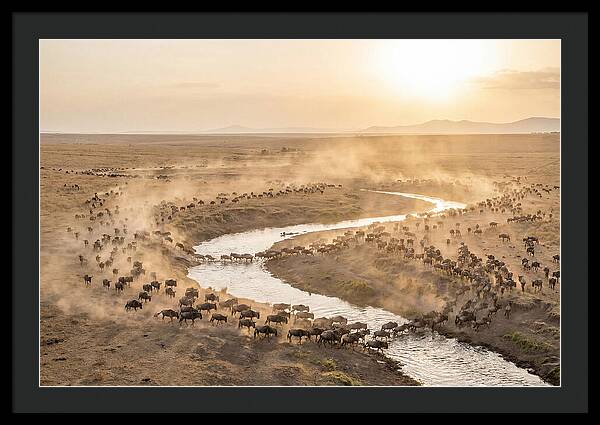 Wildebeest Migration At Dusk